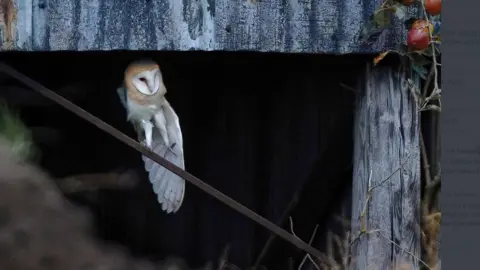 Hedley Wright barn owl