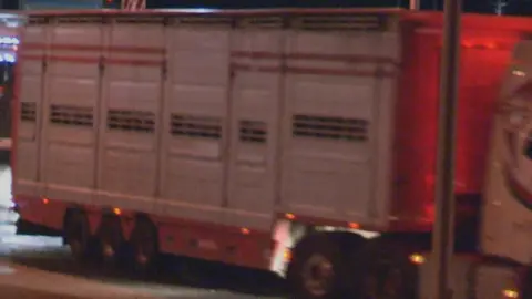 Calves in lorry