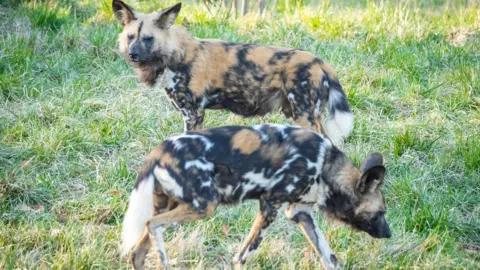 Whipsnade Zoo African Wild Dogs Elvis (top) Earl (bottom)