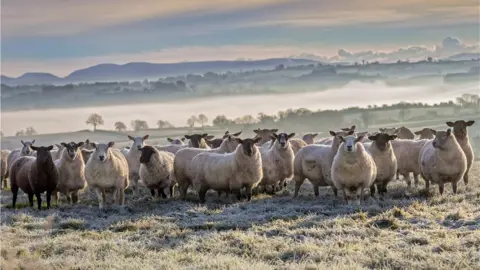 Alan Hopps/Getty A small flock of sheep in a field in Couny Armagh on a frosty winter morning.