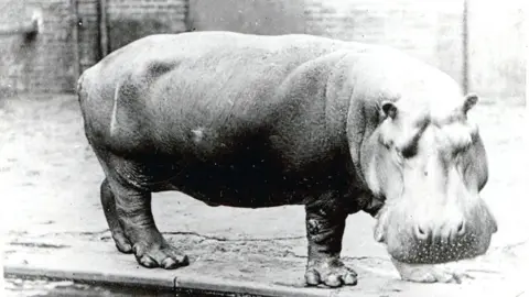 ZSL Hippo