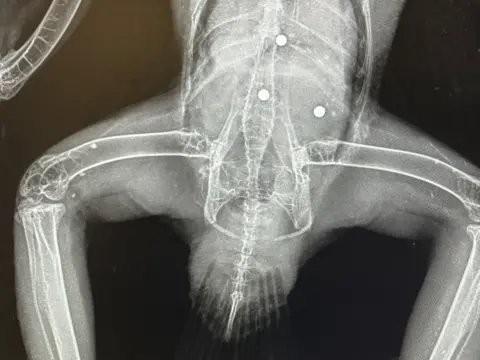 Lincolnshire Police A black and white x-ray image of a buzzard. Three dense balls are visible in the main body of the bird.