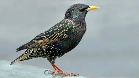 Getty Images Starling