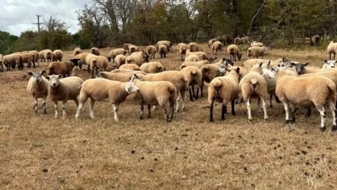 Charlie Stubbs / BBC There is a herd of sheep in a field of brown grass and waste. There is around 50 and they have white and black heads and wool coats the same colour as the grass.