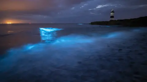 Gareth Mon Jones Bioluminescence at Penmon Point beach