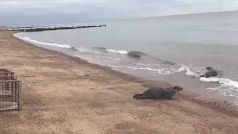 Donald and Dennis being released