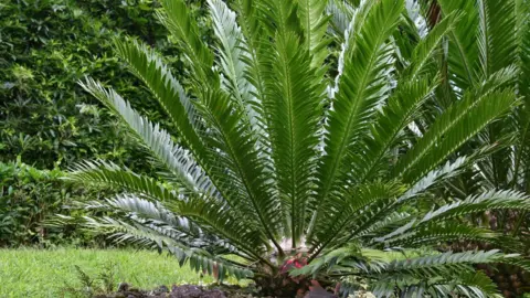 Getty Images Sago palm