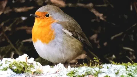 Lynchie/BBCWeatherWatchers Robin