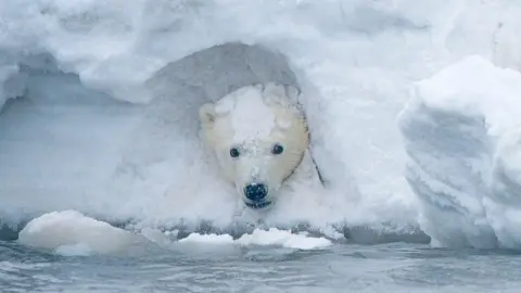 Getty Images Polar bear