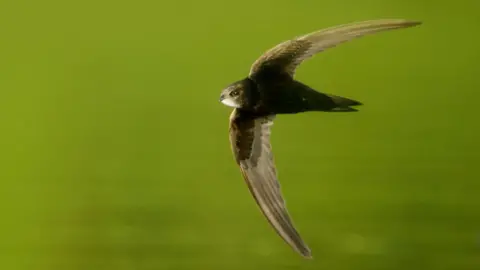 RSPB Swift