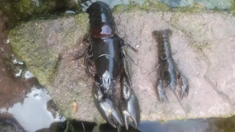 Hook News Two dead crayfish