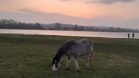 Samuel Fitzpatrick SUNDAY - Port Meadow