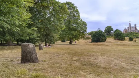 Royal Parks Dead Turkey oak trees