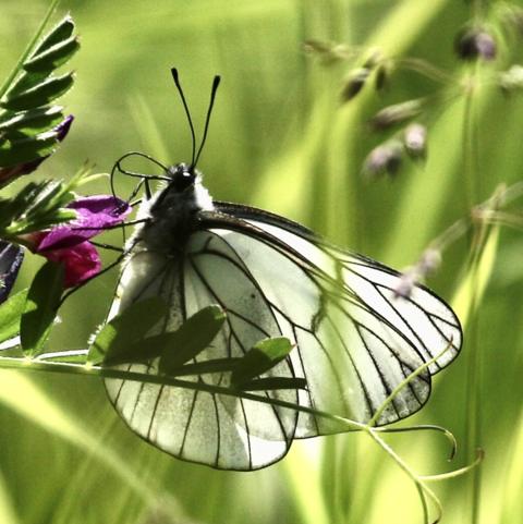 'Extinct' butterfly species reappears in UK - BBC News