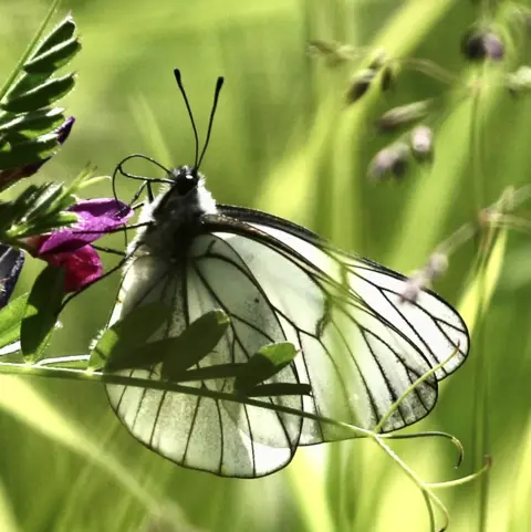 Frank Gardner A close-up shot of a butterfly on a plant