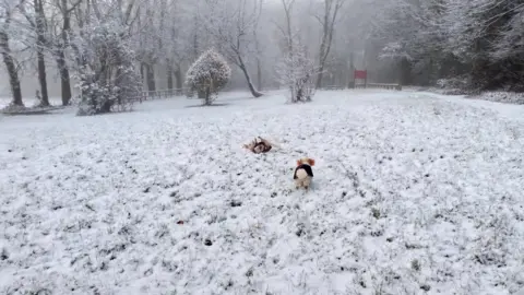 Northern Rambler Weather Watcher dogs in Standish