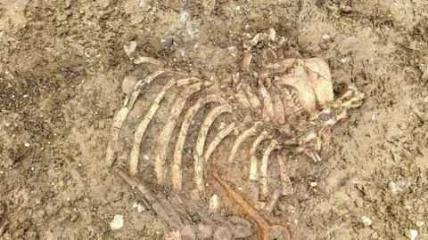 MOLA Remains of a sheep at A428 dig