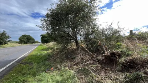 Shaun Whitmore/BBC Damage to trees and bushes on the A143