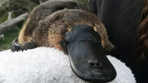 Reuters A platypus