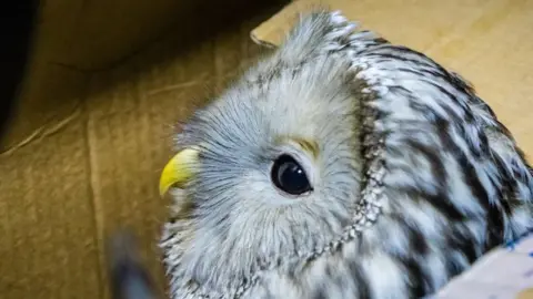 mchs_smolensk The owl