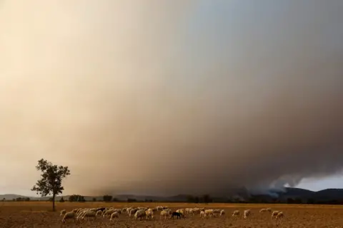 SUSANA VERA / Reuters Sheep graze as a wildfire rages, Guadapero, Spain, 15 July 2022.