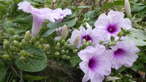 Mt Martinez A flower from the valleys of Bolivia