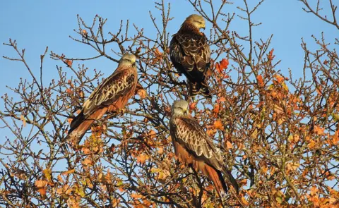 Chris Phillips Red kites