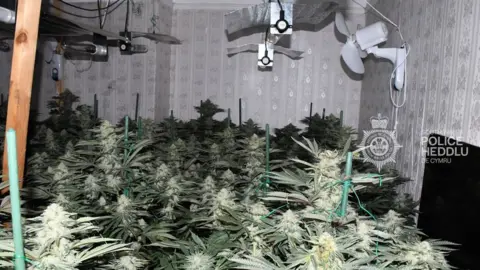 South Wales Police Cannabis farm