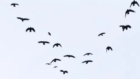 Getty Images Wild birds flying in the sky