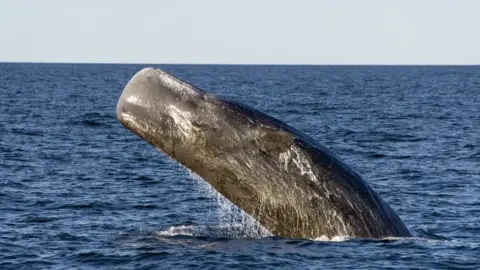 Sperm whale in the gulf of California