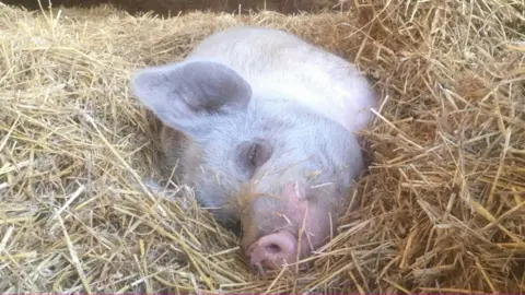 Goodheart Animal Sanctuary Hammy the pig