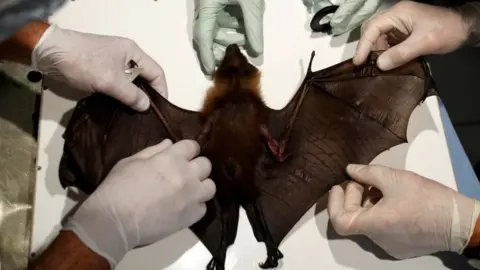 Reuters Scientists take a sample for research on the coronavirus on a bat in France. File photo