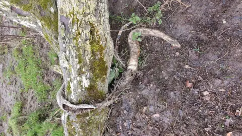 Welsh Dee Trust Remains of python on a river bank