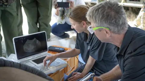 Jan Zwilling Embryo transfer in southern white rhino