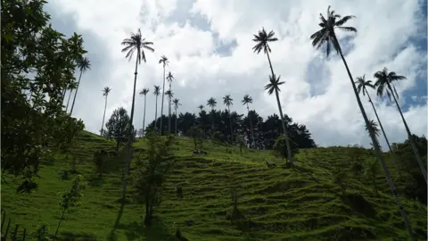 Lucy Sherriff Cows graze among the wax palm trees in Corcora Valley