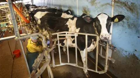 PA Media Cows are milked at South Acre Farm near York