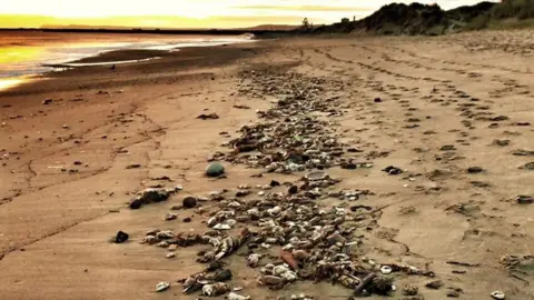 Paul Grainger /PA Wire Dead crabs at Seaton Carew