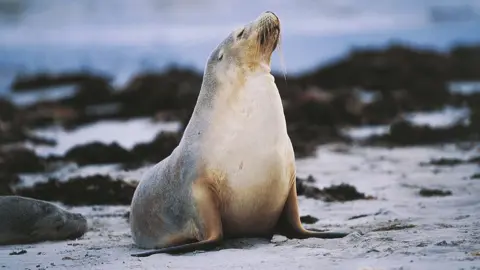 Getty Images Australian sea lion