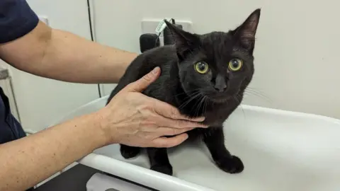 RSCPA  A black cat being held by a person while sitting on a white surface