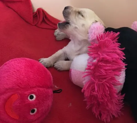 BBC A yellow puppy yawns while partly buried under soft toys