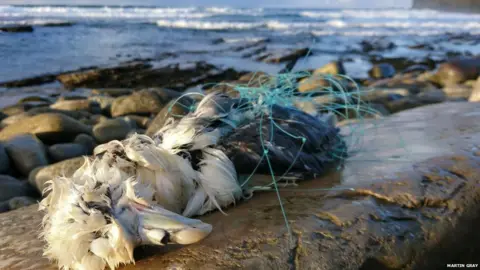 Martin Gray Dead fulmar in netting