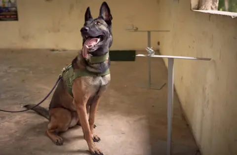 WWF Ram, a sniffer dog with Kenyan Wildlife Service (KWS) during sniffer dog training at Mombasa sea port.