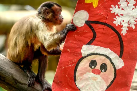 AFP A capuchin monkey inspects a festive package at Cali Zoo