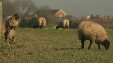 BBC Sheep