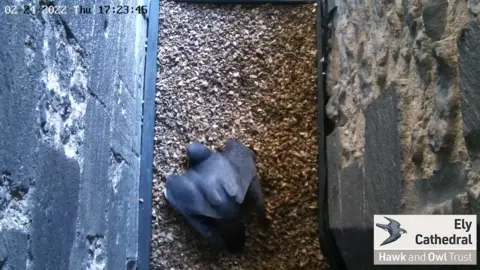 Hawk and Owl Trust Ely Cathedral peregrine falcons