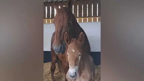 Samantha Molloy Foal Dazzling King Charles and mare Sioux