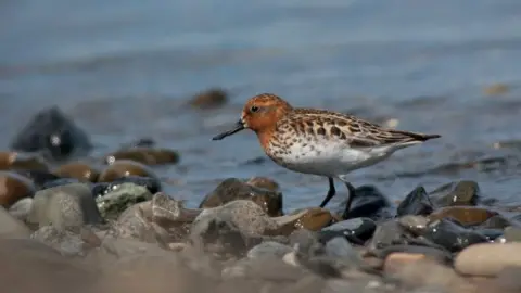 WWT Spoon-billed sandpiper in the wild (c) WWT