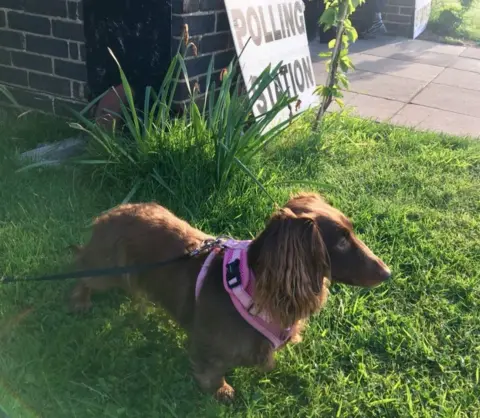 @DachshundOtt Ava the Dachshund