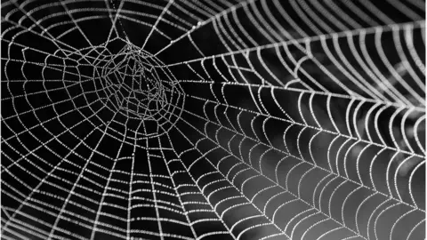 Getty Images Spider web