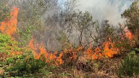 DWFRS Puddletown Forest fire